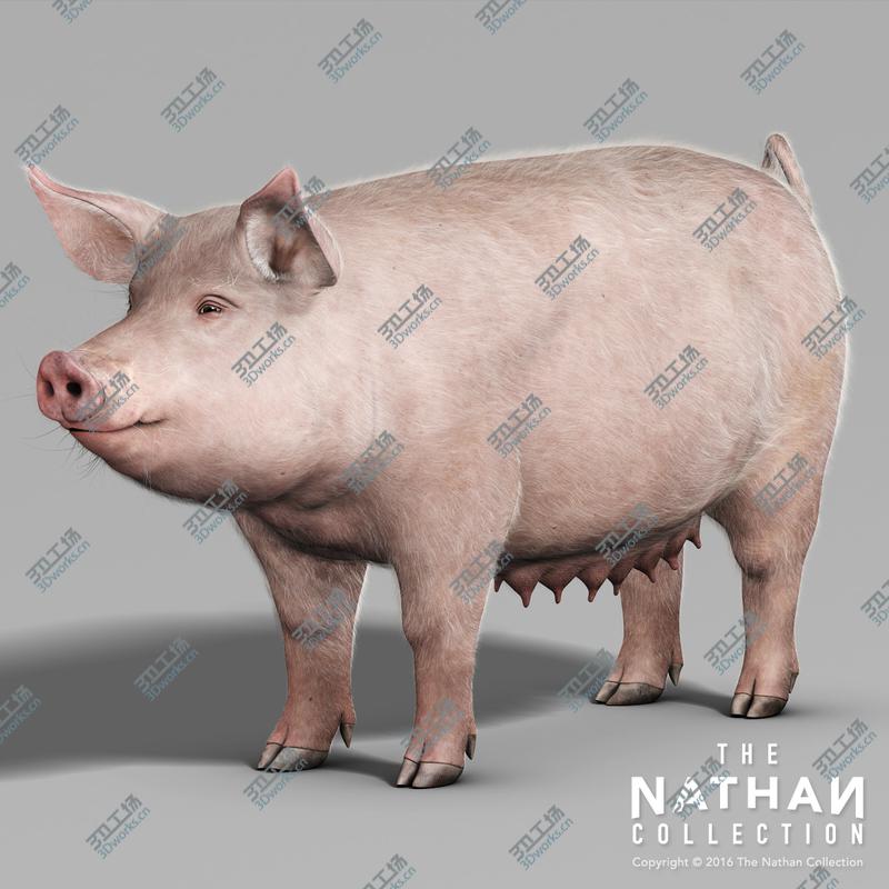 images/goods_img/2021040234/Pig Adult Female (with Fur)/3.jpg